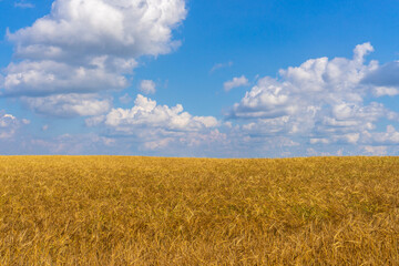 Fototapeta premium Beautiful picturesque summer landscape with ripe rye field in sunny day. Golden ears and blue sky. Agricultural background in minimal style