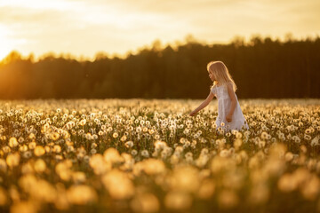 A little girl with blond hair in a white dress is picking flowers in a huge endless field of white fluffy dandelions. The sun is setting behind the forest. Image with selective focus.