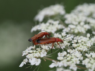 Rote Weichkäfer (Rhagonycha fulva) paaren sich auf gemeiner Schafgarbe (Achillea millefolium)