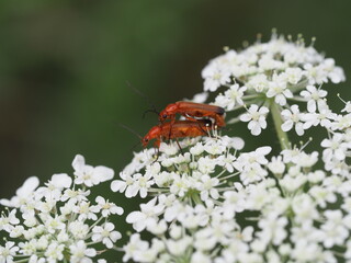 Rote Weichkäfer (Rhagonycha fulva) paaren sich auf gemeiner Schafgarbe (Achillea millefolium)