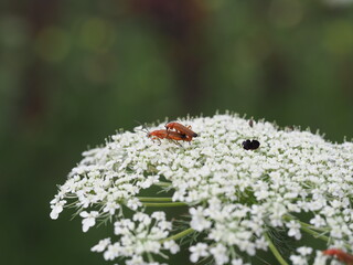 Rote Weichkäfer (Rhagonycha fulva) paaren sich auf gemeiner Schafgarbe (Achillea millefolium)