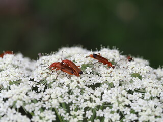 Rote Weichkäfer (Rhagonycha fulva) paaren sich auf gemeiner Schafgarbe (Achillea millefolium)