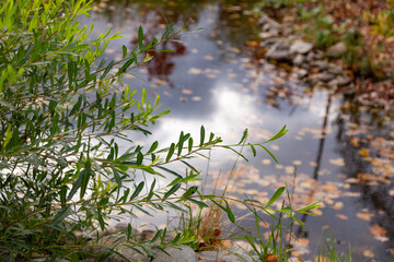 autumn leaves in a pond in the Park in a blur