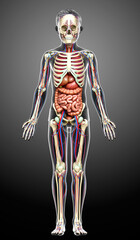 3d rendered medically accurate illustration of boy Internal organs, skeleton and circulatory system