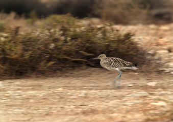 Eurasian curlew on run, photograph taken by panning technique,  Bahrain