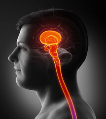 3d rendering medical illustration of brainstem