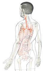 3D illustration of Larynx Trachea Bronchi Part of Respiratory System.
