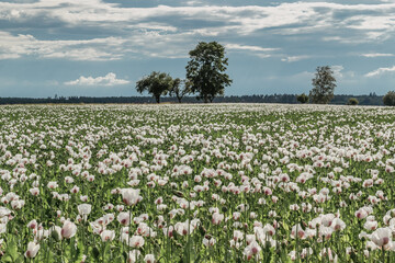 Fototapeta na wymiar Beautiful spring vivid field of white blooming poppy.Poppies Flower Wallper.Panorama of a field of poppies against the cloudy sky.Summer rural scene.Poppy field with bush and blue sky