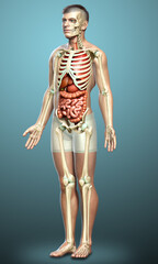 3d rendered medically accurate illustration of male  Internal organs and skeleton system