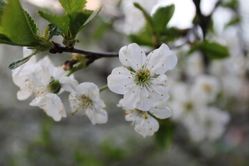 Obraz premium apple tree blossom