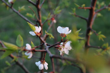 cherry blossom in spring
