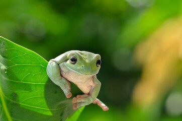 green toad in action