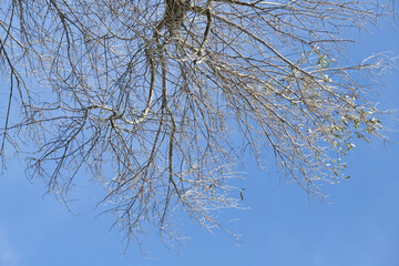 Salento countryside landscapes trees sky