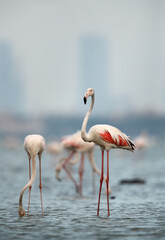 Greater Flamingos at Aker creek, Bahrain