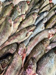 Truites fraîches sur l’étal du marché 