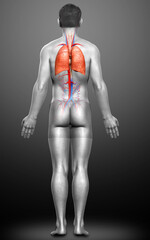 3d rendered, medically accurate illustration of a male lung anatomy