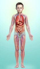 3d rendered medically accurate illustration of the young boy circulatory  system and internal organs