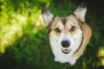 welsh corgi pembroke dog standing on a grass, happy and looking to the camera
