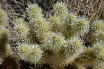 Joshua Tree National Park, Kalifornien