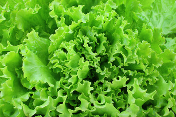 texture of green gentilina salad