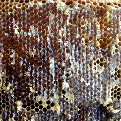 Drop of bee honey drip from hexagonal honeycombs filled with golden nectar.