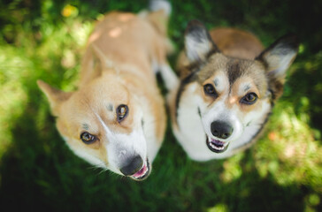 Two welsh corgi pembroke dogs standing on a grass, happy and looking to the camera