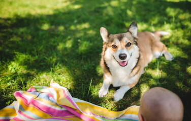 Little baby girl playing in the garden with dogs, trying to touch a happy and relaxed welsh corgi pembroke dog 