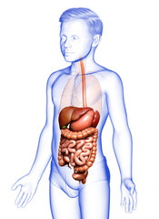 3d rendered medically accurate illustration of boy Digestive System