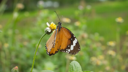 Obraz premium An orange butterfly is perched on a flower.