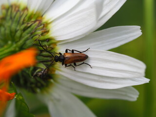 Fleckenhörniger Halsbock (Paracorymbia maculicornis, Leptura maculicornis, Corymbia maculicornis, Stictoleptura maculicornis) auf einer Margerite (Leucanthemum)