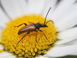 Fleckenhörniger Halsbock (Paracorymbia maculicornis, Leptura maculicornis, Corymbia maculicornis, Stictoleptura maculicornis) auf einer Margerite (Leucanthemum)