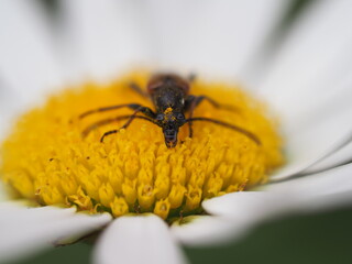 Fleckenhörniger Halsbock (Paracorymbia maculicornis, Leptura maculicornis, Corymbia maculicornis, Stictoleptura maculicornis) auf einer Margerite (Leucanthemum)