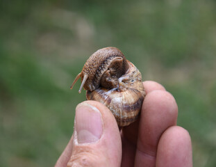 Old Snail Posing in Hands