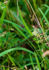 dragonfly on a green grass