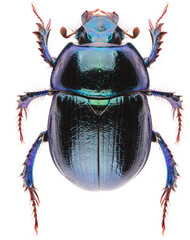 Anoplotrupes stercorosus dor beetle, is a species of earth-boring dung beetle belonging to...