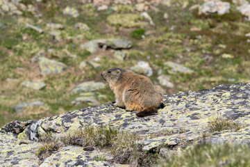 marmot sitting on a rock watching the surroundings, French Alps