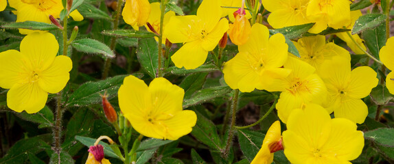 Yellow flowers in the garden on a summer day. Horizontal photography