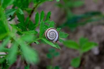 Small snail shell on the grass on a summer day