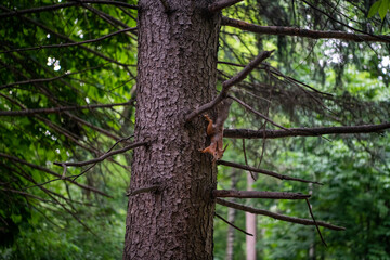 red squirrel goes down the tree to the feeder