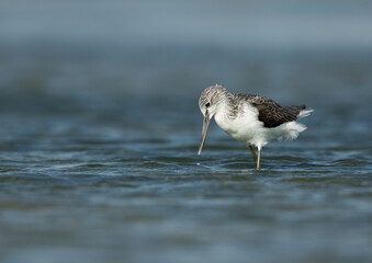 Common Greenshank feeding at Eker creek, Bahrain