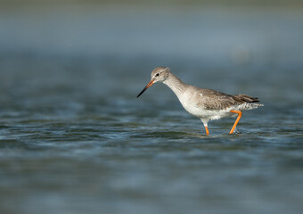 Redshank feeding at Eker, Bahrain