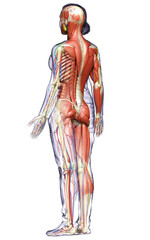 3d rendered medically accurate of the female anatomy