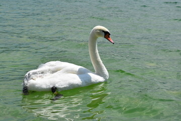 White Swan in Ohrid lake