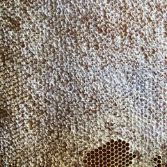 hexagon structure is honeycomb from bee hive filled with golden honey