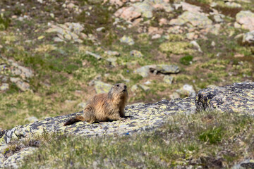 marmot sitting on a rock watching the surroundings, French Alps