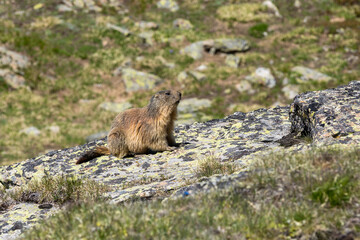 marmot sitting on a rock watching the surroundings, French Alps