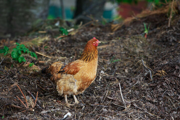 chicken walks on the street