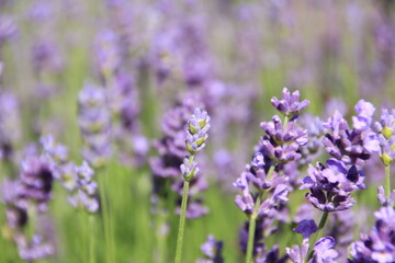 Obraz premium Lavendel