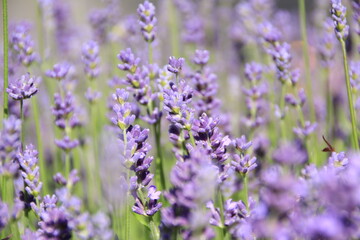 Obraz premium Lavendel