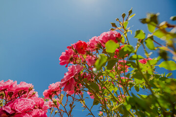 garden with roses flowers close up